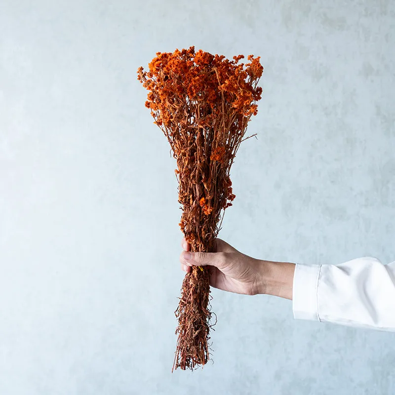 Gypsa Dried Baby's Breath Bunch - Orange media 1