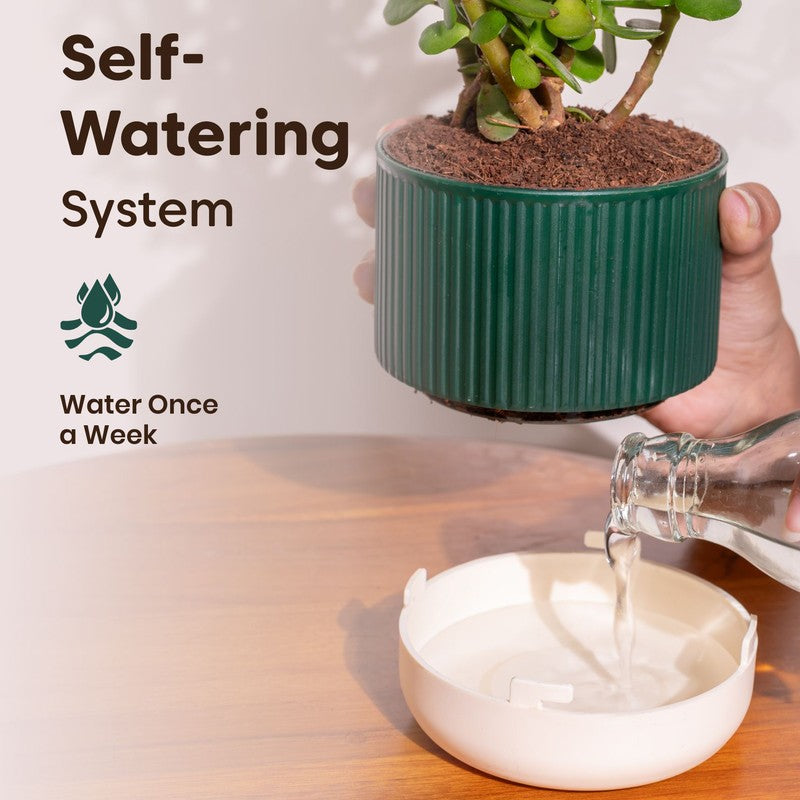 Kyari Variegated Money Plant with Self Watering Pot - Green media 3