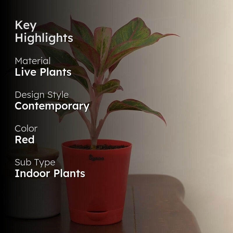 Ugaoo Aglaonema, Rubber Indoor Live Plants With Pot - Set Of Two media 2