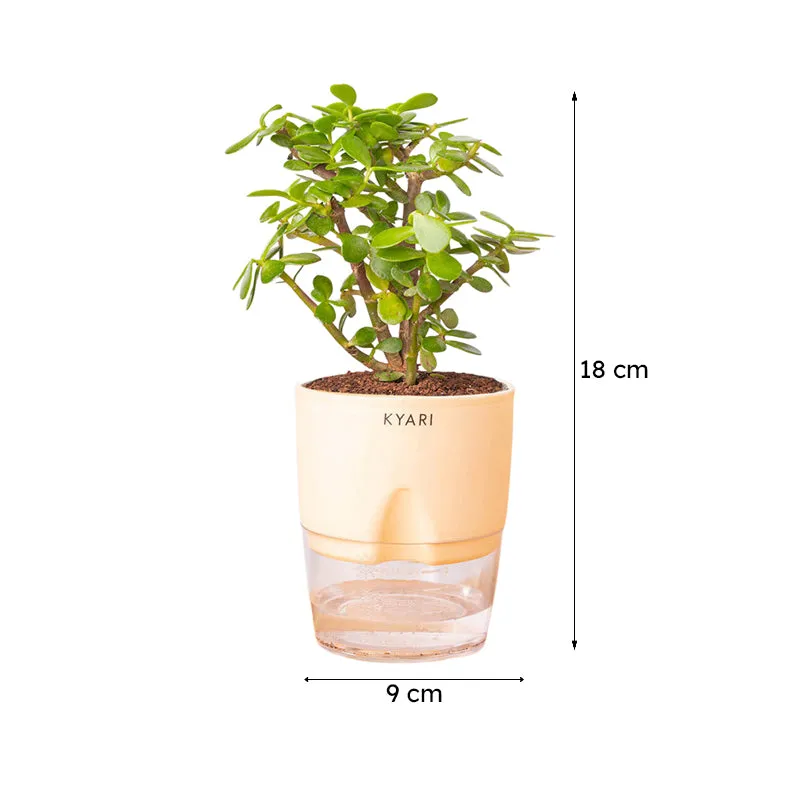 Kyari Jade Plant With Self Watering Pot (Ivory) - 18 cm media 7