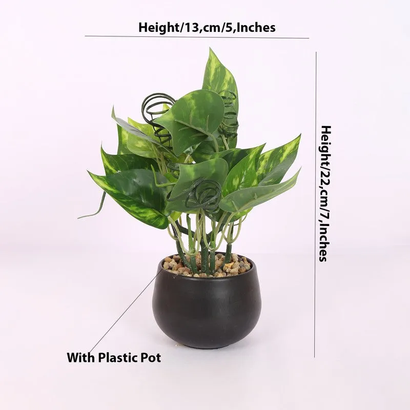 Lucky Artificial Money Plants With Pot - Dark Green media 5