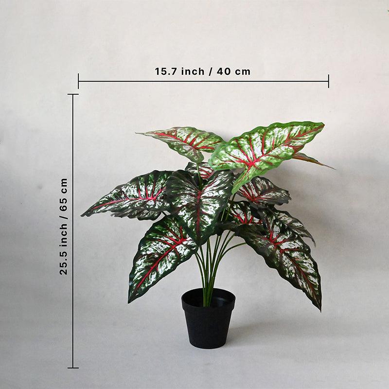 Faux Everlasting Tropical Caladium Plant With Black Plastic Pot - 65 cm (2.1 ft) media 5