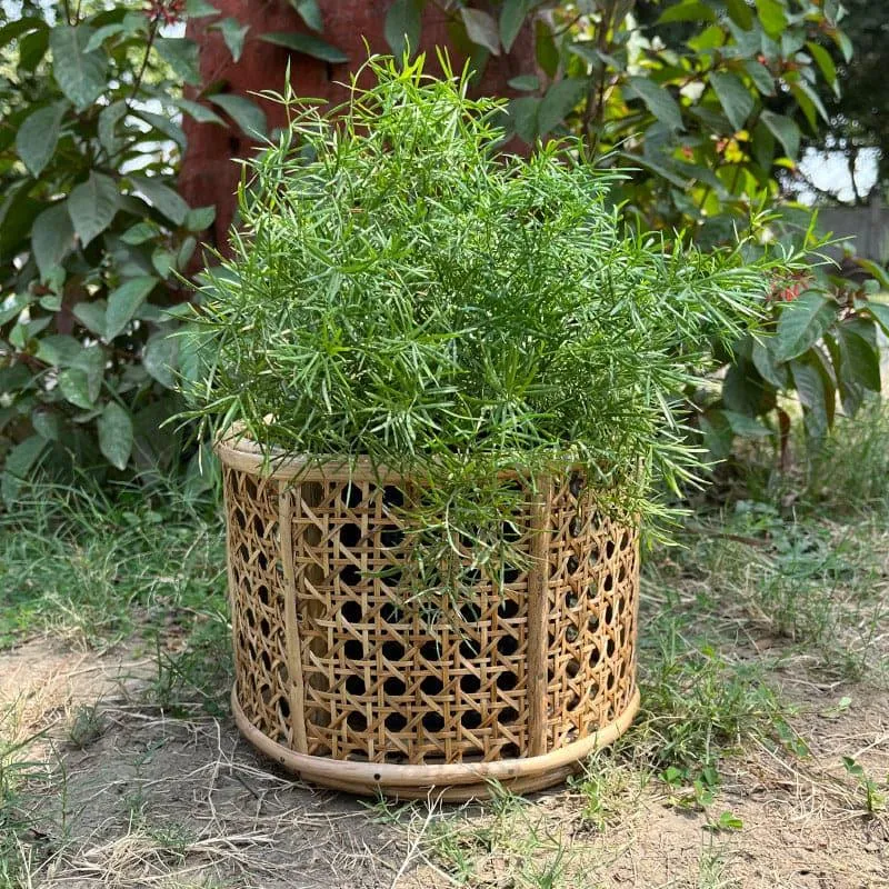Hallett Natural Fibre Planter media 3