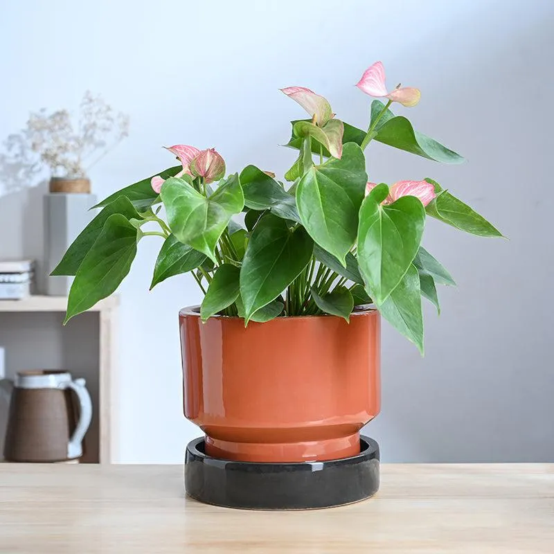 Ugaoo Pot-fection Ceramic Planter - Coral media 3