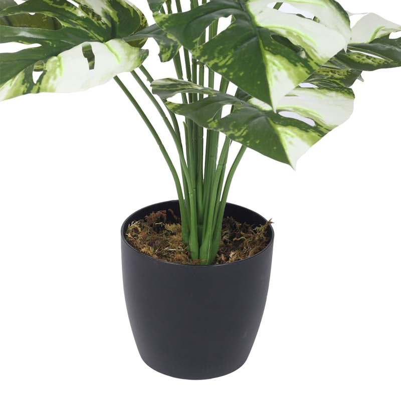 Faux Lush Monstrera Plant With Black Plastic Pot - 2.3 Feet media 4