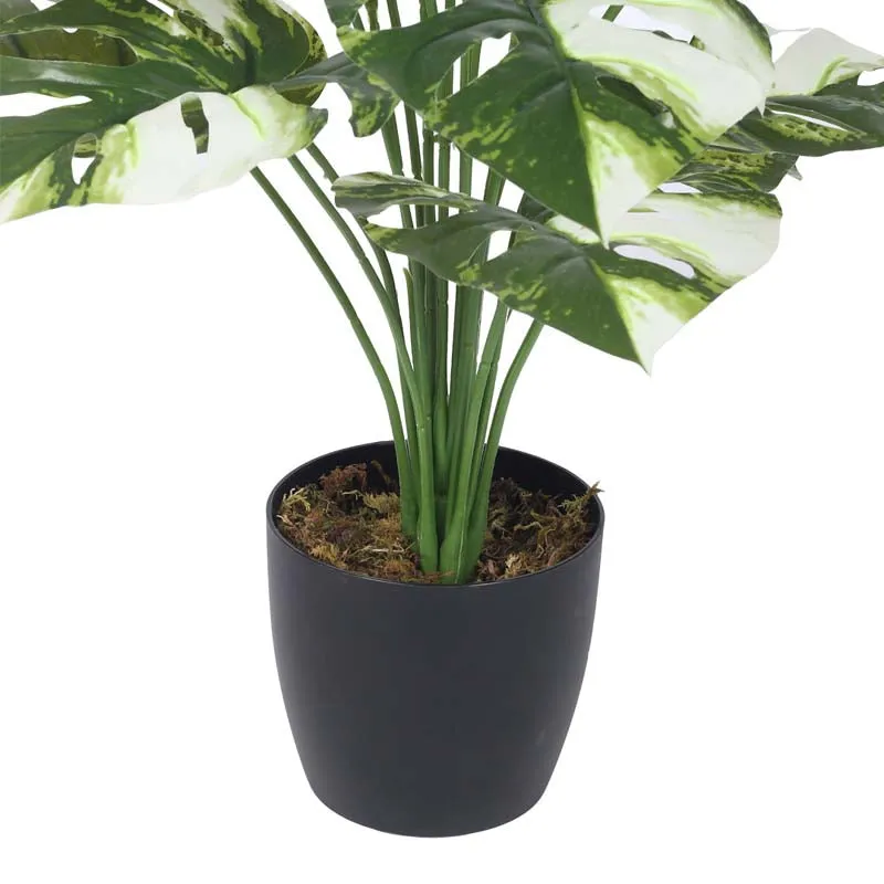 Faux Lush Monstrera Plant With Black Plastic Pot - 2.3 Feet media 4