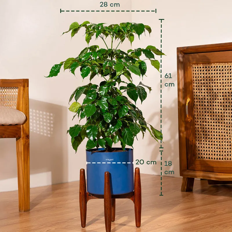 Kyari China Doll Plant With Metal Self Watering Pot (Blue) media 5