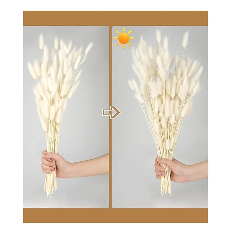 Cloudtail Dried Bunny Tail Stem (White) - Set Of Sixty media 4