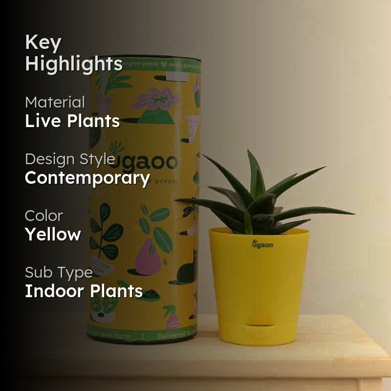 Ugaoo Aloe Vera Mini Plant media 2