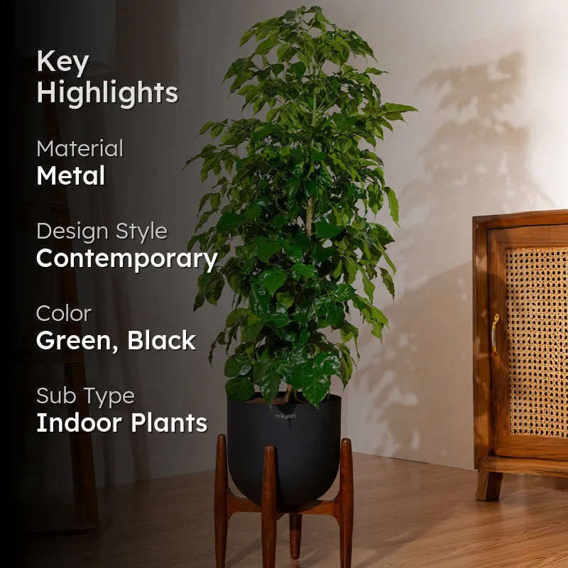 Kyari China Doll Plant With Metal Self Watering Pot (Black) - 3 Feet media 2