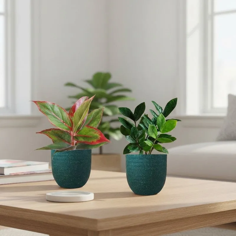 Greenkin ZZ & Aglaonema Lipstick Live Plants (Green) - Set Of Two media 1