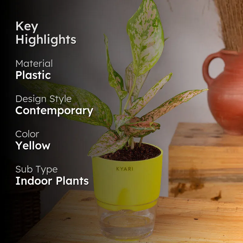 Kyari Agalonema Snow Plant With Self Watering Pot (Yellow) - 18 cm media 2