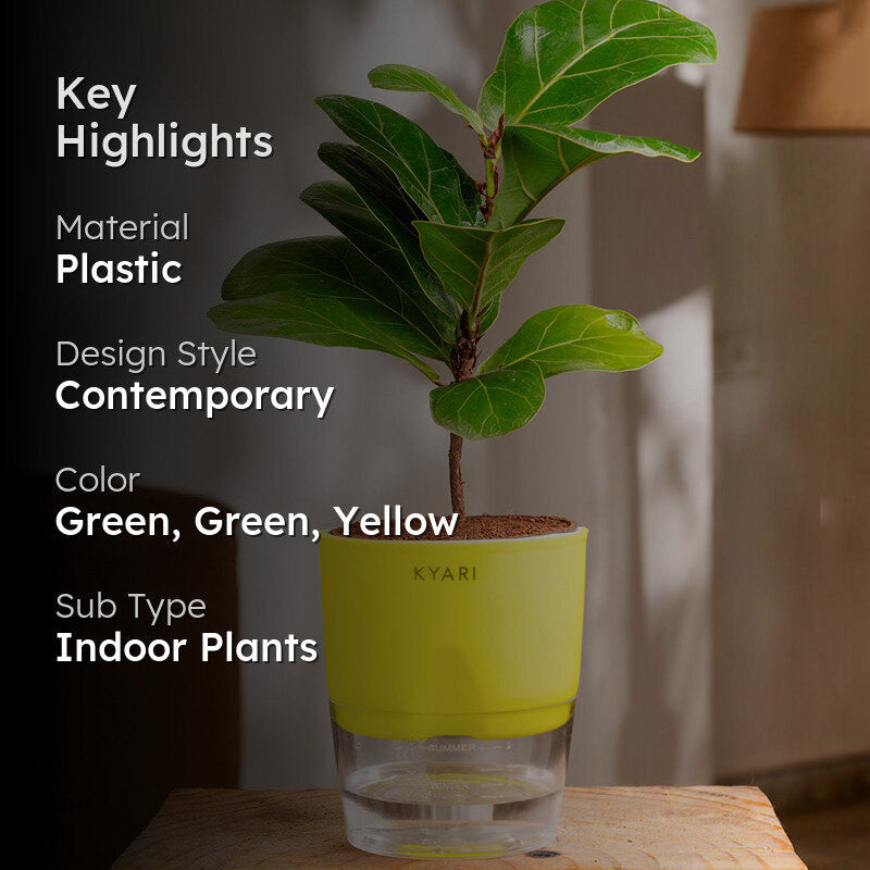 Kyari Fiddle Fig Plant With Self Watering Pot (Yellow) - 18 cm media 2