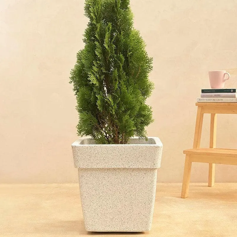 Ugaoo Barca Square Medium Planter - White media 3