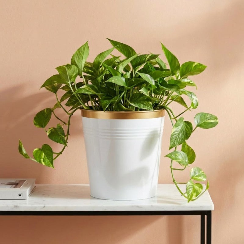 Leafora Iron Planter - White media 5