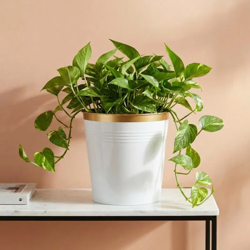 Leafora Iron Planter - White media 5