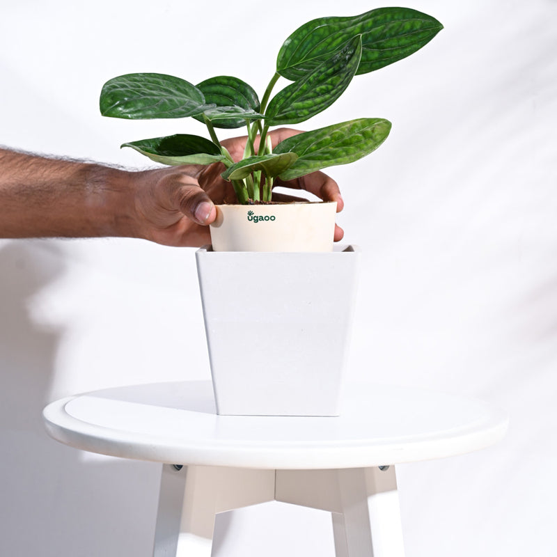 UGAOO Hague Planter for Home & Balcony Garden- White media 5