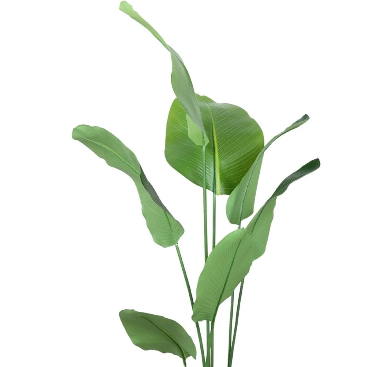 Close view of green artificial calathea leaves with visible ribbed leaf texture