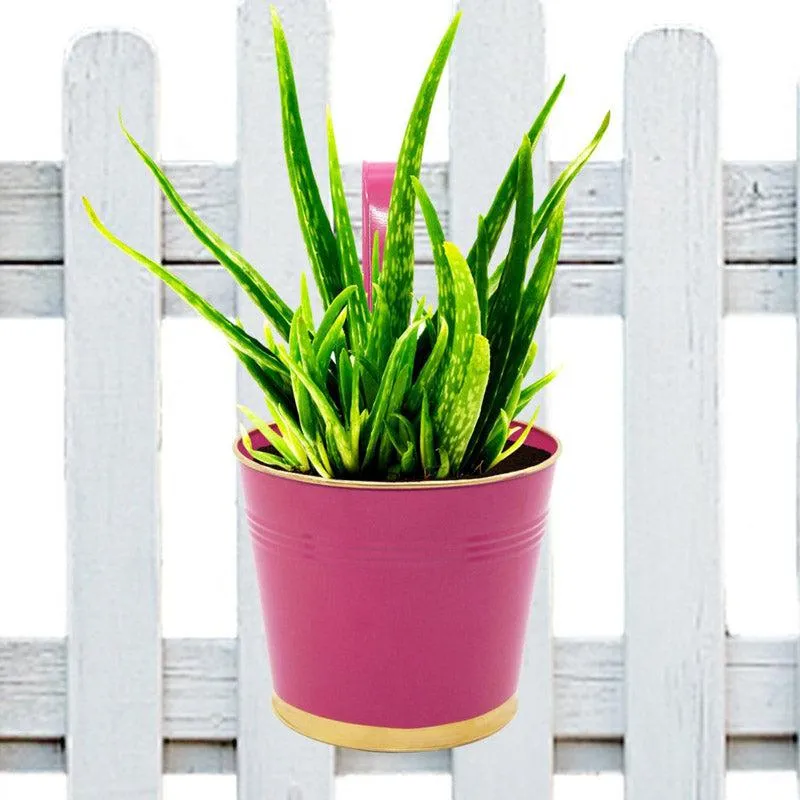 Lush Glow Planter - Pink media 5