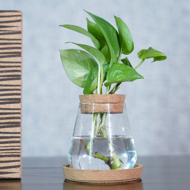 DewNest Home Planter - Two Piece Set media 4