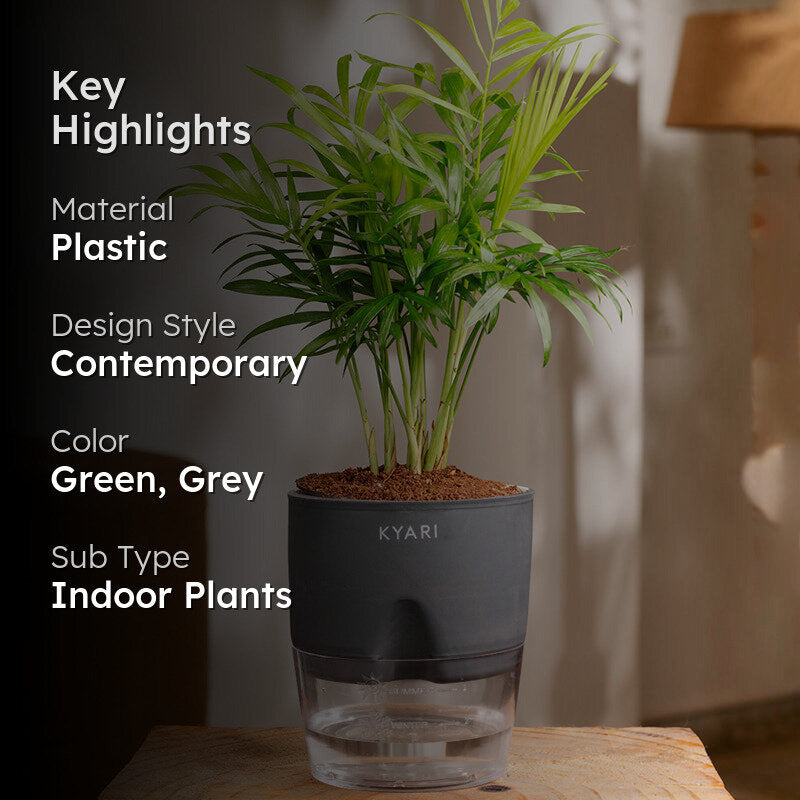 Kyari Chamaedorea Palm With Self Watering Pot (Grey) - 18 cm media 2