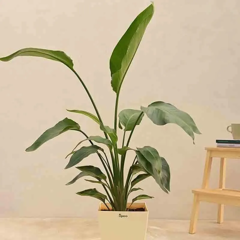 Ugaoo Bird of Paradise Plant - Medium media 3