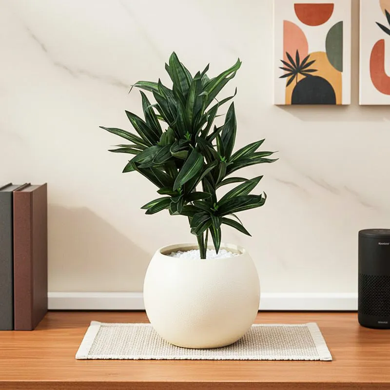 Edena Artificial Dracaena Plant With Black Plastic Pot - 1.3 Feet media 1