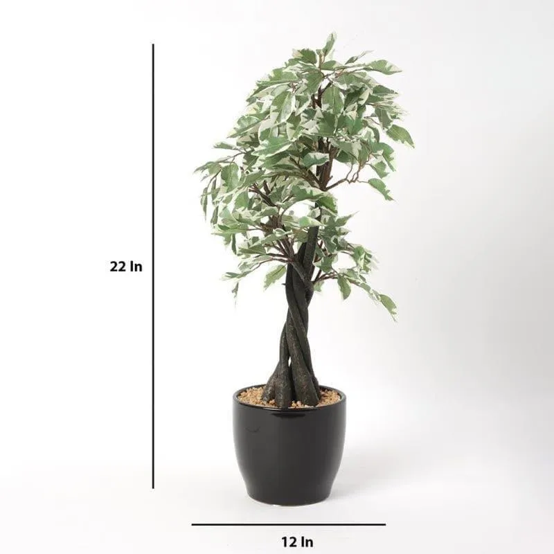 Faux Tall Ficus Bonsai (55 cms) - Green & White media 4