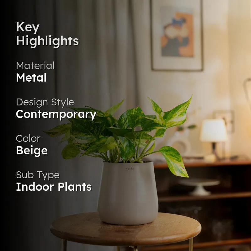 Kyari Money Plant Variegated With Metal Self Watering Pot - Beige media 2