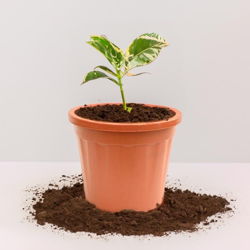 Ugaoo UV Treated Brown Plastic Pot (40 CM) - Set Of Three media 3
