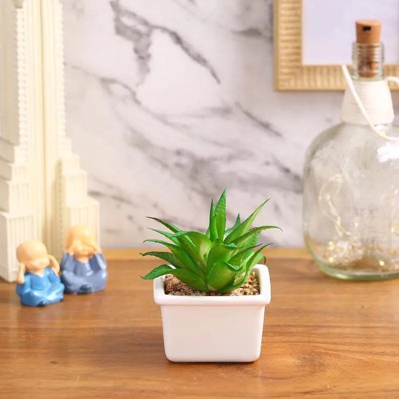 Faux Fasciated Haworthia In White Pot - 13 cms media 1