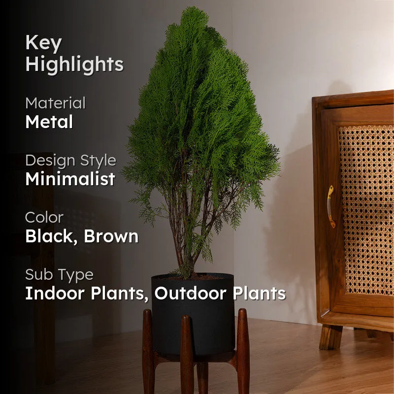 Kyari Thuja Plant With Metal Self Watering Pot (Black) - 2.5 Feet media 2