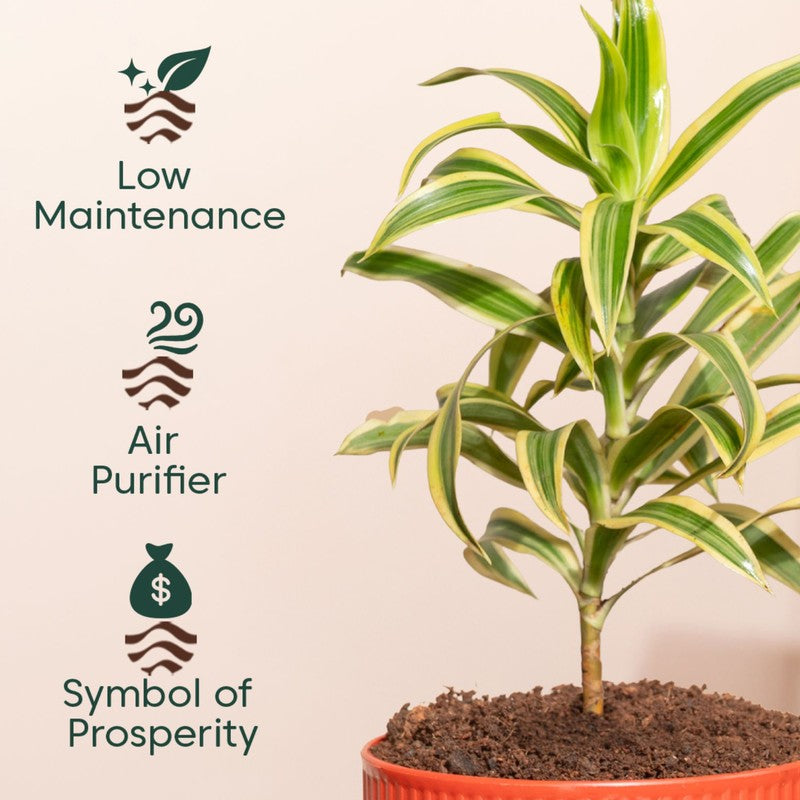 Kyari Song Of India Plant with Self Watering Pot - Orange media 4