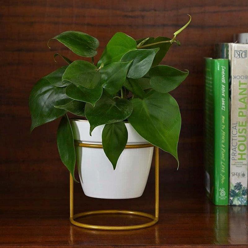 Ugaoo Nyx Floor Metal Planter - White media 3