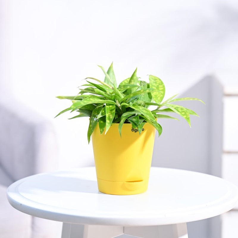 Live Plants