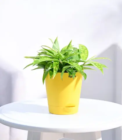 Live Plants