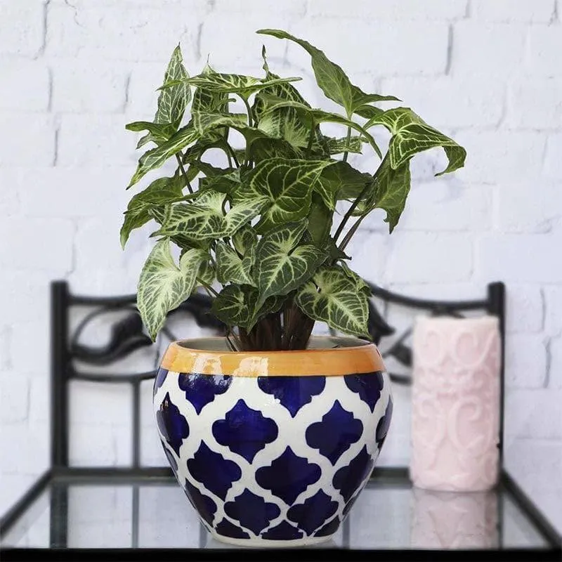Ugaoo Apple Rose Ceramic Pot (15 CM) - Blue media 3