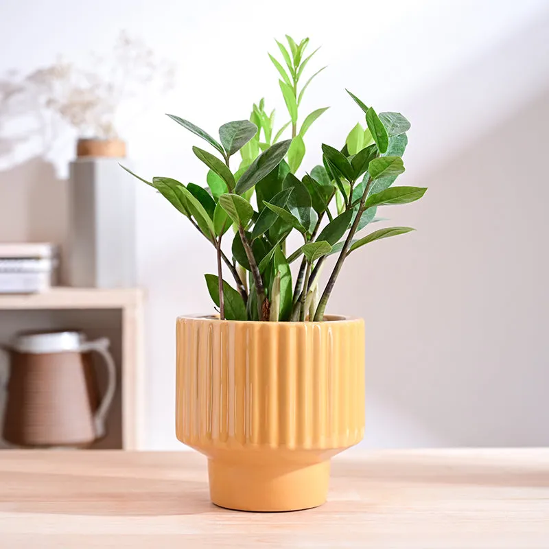 Ugaoo Classic Stria Ceramic Planter - Yellow media 2