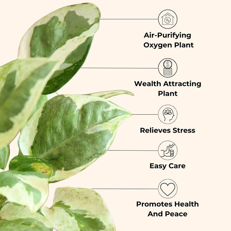 Greenkin Money Plants Live Plants - Set Of Three media 7