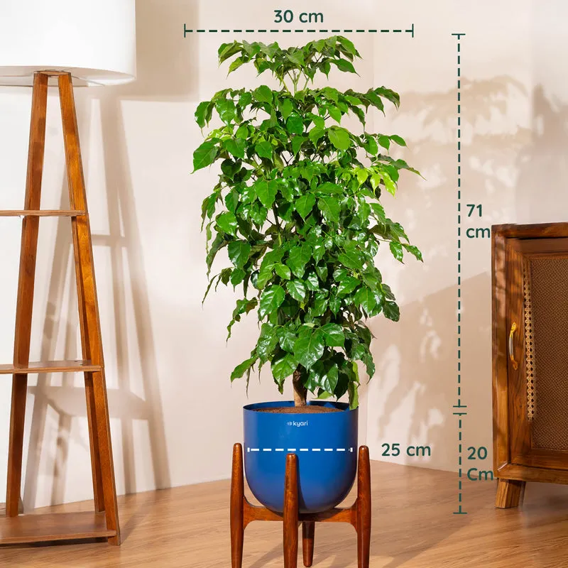 Kyari China Doll Plant With Metal Self Watering Pot (Blue) - 3 Feet media 5