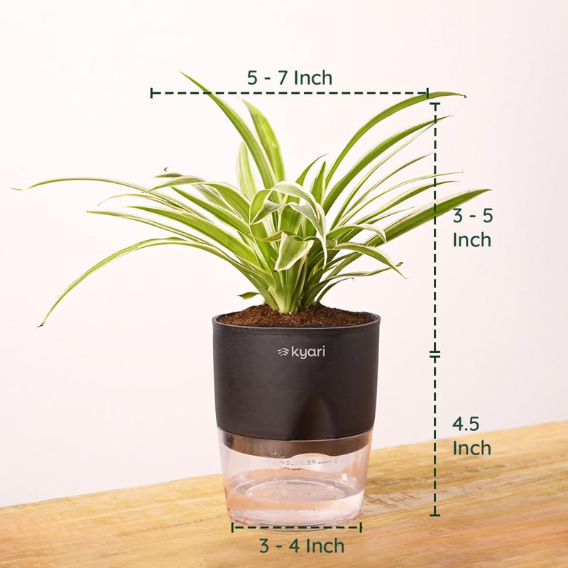 Kyari Spider Plant With Self Watering Pot - Black media 8
