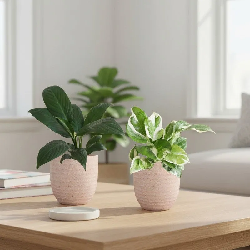 Greenkin Lily & Njoy Live Plants (Ivory) - Set Of Two media 1