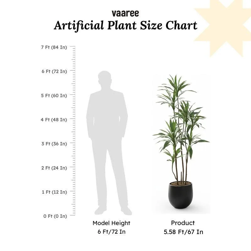 Lifestra Artificial Dracaena Green Tree With Black Plastic Pot 5.6 ft media 7