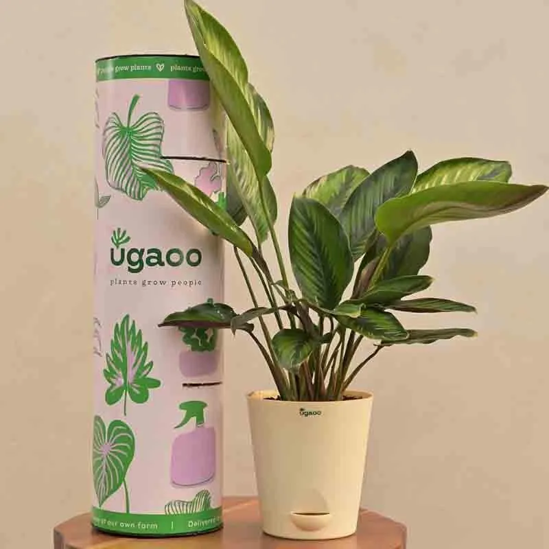 Ugaoo Calathea Pinstripe Plant media 5
