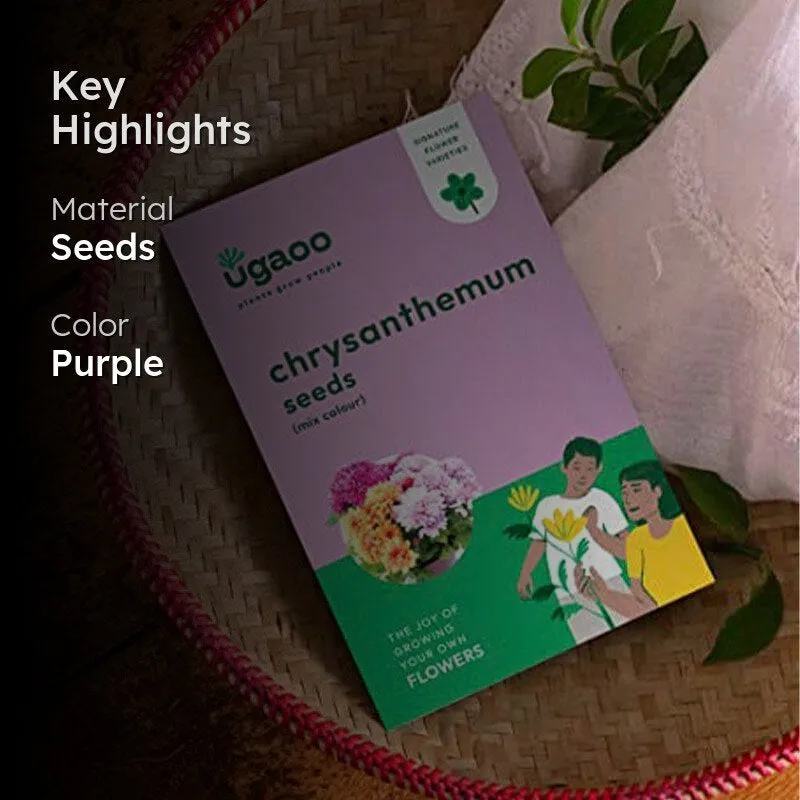 Ugaoo Chrysanthemum Multicolor Flower Seeds media 2