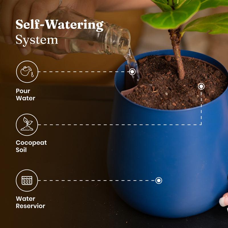 Kyari Monstera Adansonii With Metal Self Watering Pot - Blue media 6