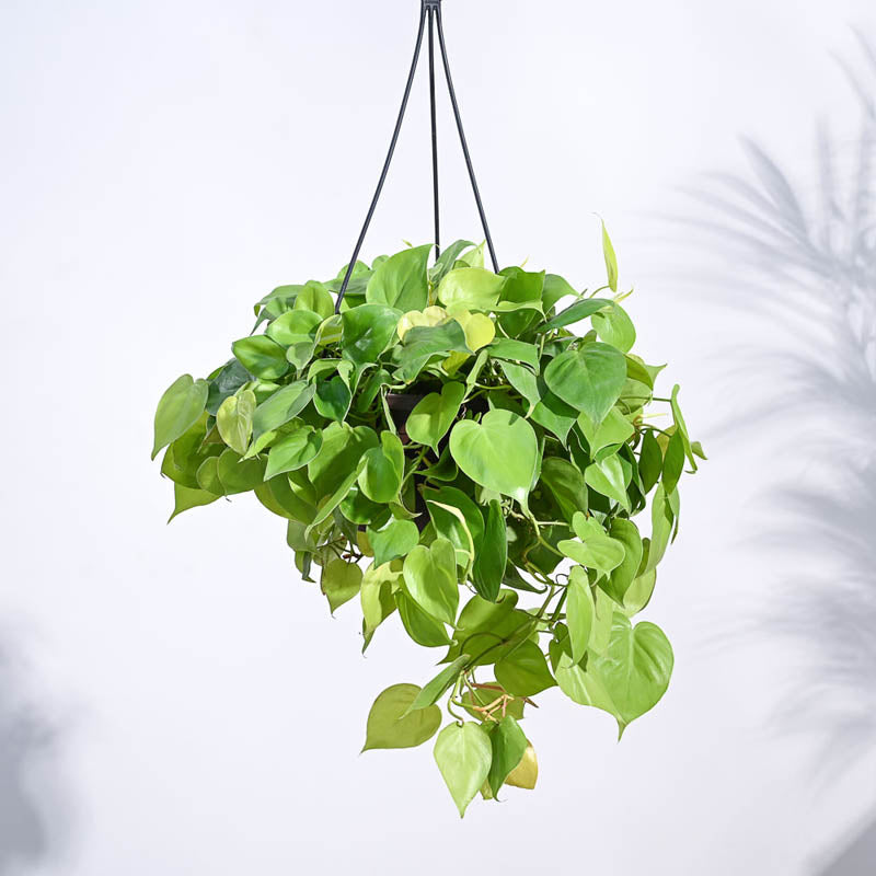 Ugaoo Philodendron Oxycardium Golden with Hanging Pot media 3