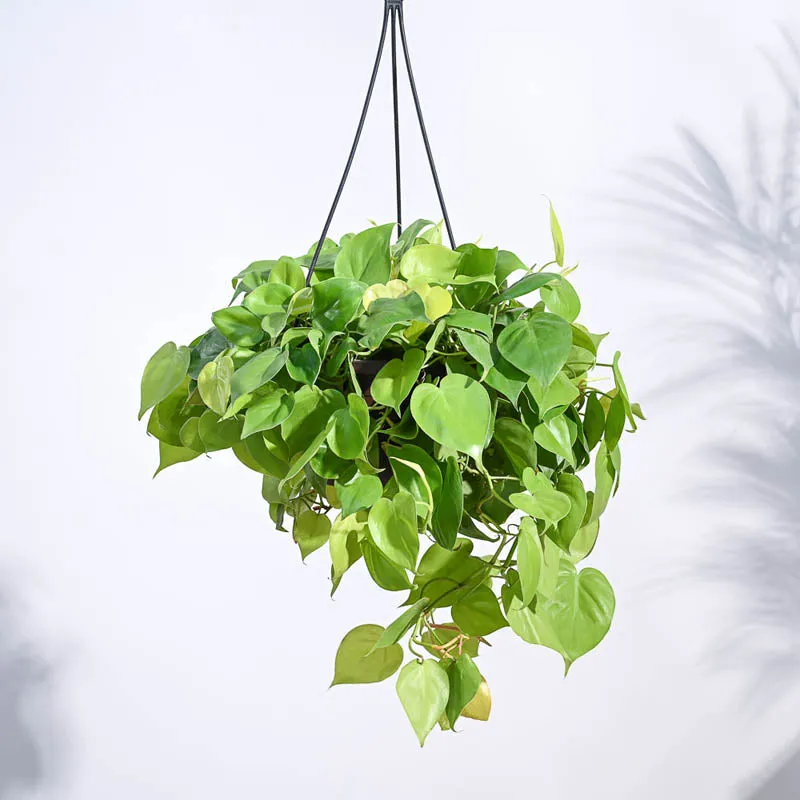 Ugaoo Philodendron Oxycardium Golden with Hanging Pot media 3