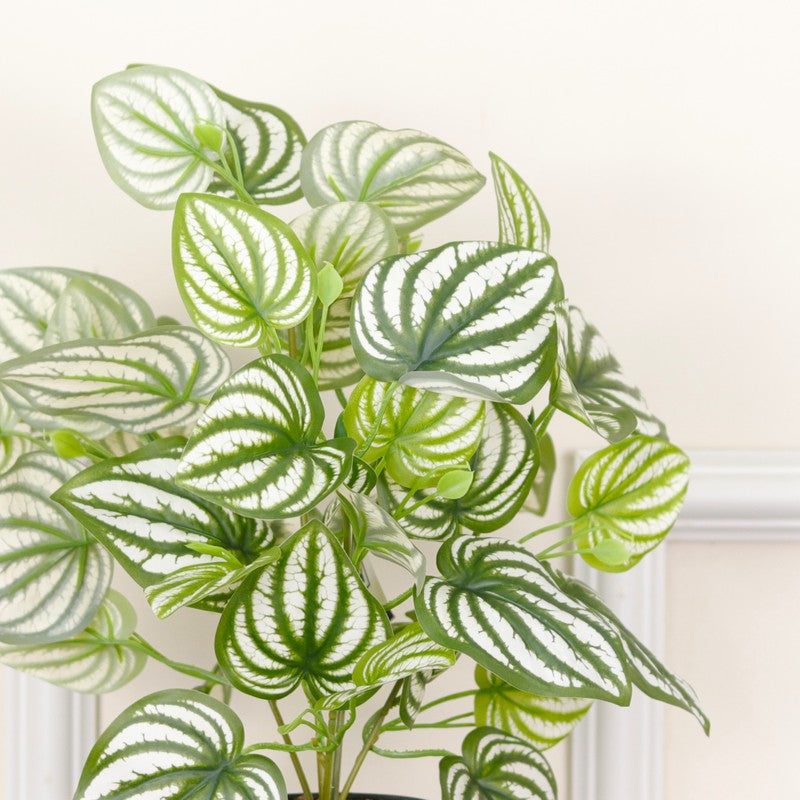 Artificial Watermelon Peperomia Plant With Black Fiber Pot - 1 Feet media 6