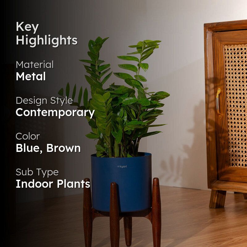Kyari Green ZZ Plant With Metal Self Watering Pot (Blue) - 2 Feet media 2